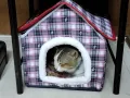 Pet Home/House For Dog Cat Rabbit - Cat - Cat House